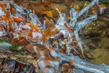 first autumn ice on a forest stream