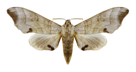 Butterfly Marumba maackii on a white background