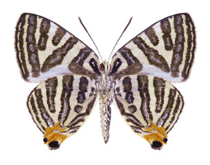 Butterfly Spindasis syama on a white background