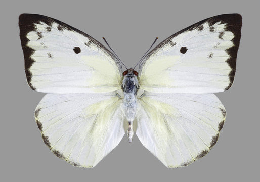 Butterfly Catopsilia pomona on a white background