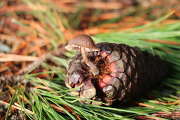 Pine Cone Mushroom