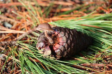 Pine Cone Mushroom