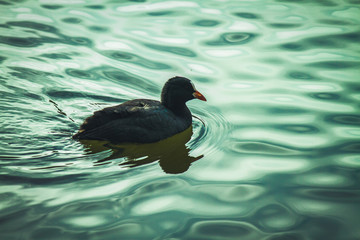 bird in water
