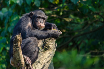chimpanzee staring