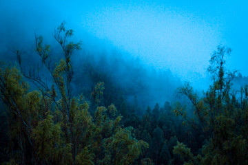 Fototapeta na wymiar fog forest 