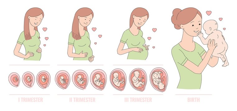 Vector sketch pregnant woman and human embryo development circle with female uterus icon. Human fetus growth through the stages of pregnancy from a cell to a baby. Medical concept poster illustration