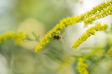Solidago, goldenrod yellow flowers in summer. Lonely bee sits on a yellow flowering goldenrod and collects nectar