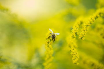 Solidago, goldenrod yellow flowers in summer. Lonely bee sits on a yellow flowering goldenrod and collects nectar