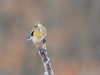 Female Evening Grosbeak in Winter, Portrait