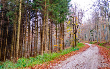 Obraz premium stunning forest, the road in the center, the road goes deep into the forest, very rich colors, trees and pines, spring in the forest