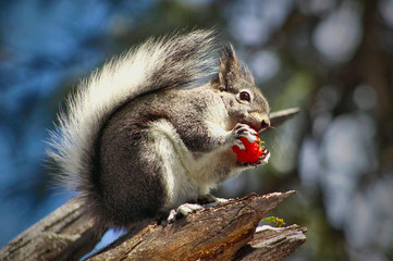 Gray Squirrel