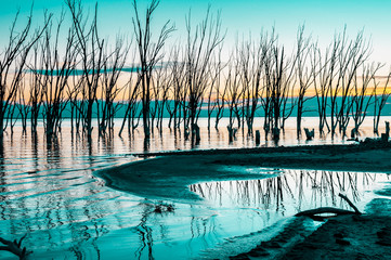Dead trees reflected in the water of the lake, on a sunset. In Buenos Aires, Argentina.