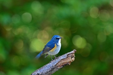 澄まし顔のルリビタキ