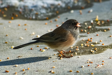 Happy Junco