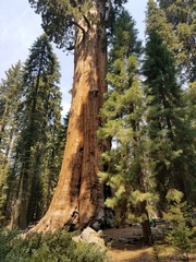 Fototapeta premium One Big Sequoia Tree