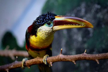Toucan