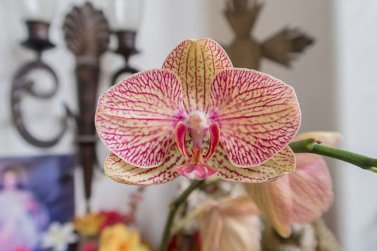 pink and yellow orchid