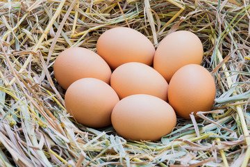 A large number of fresh eggs are placed on a straw on a farmer's farm that is stored for family consumption. And for sale