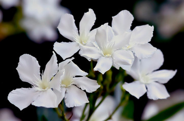 Oleander Blossom