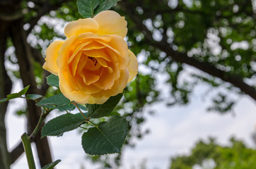 yellow rose in garden
