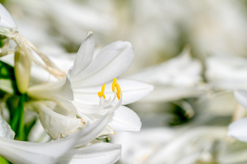 White Flower