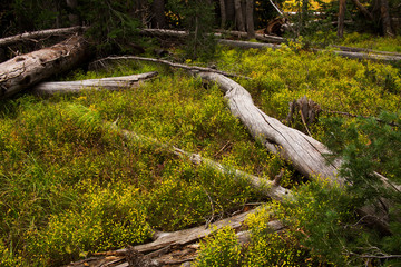 Yellowstone National Park Forest Floor in Autumn Colors