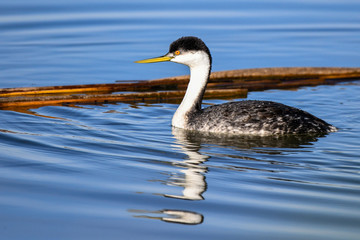 Fototapeta premium Western Grebe in Water