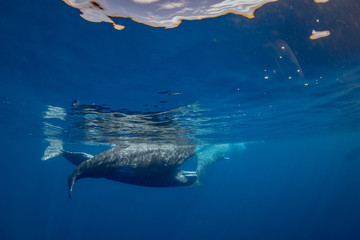 Family of spermwhales underwater, ocean blue background