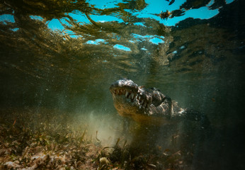 Saltwater crocodile predator hiding in muddy water underwater shot
