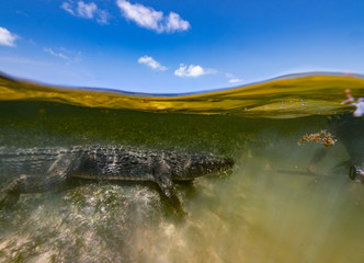 Saltwater crocodile closeup underwater in yellow sandy water background