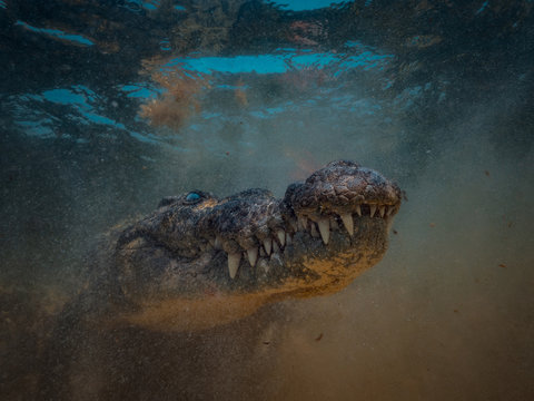 American Crocodile underwater in dusty and sandy water