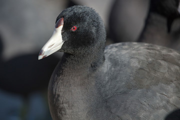 American Coot