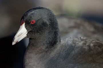 American Coot Close Up