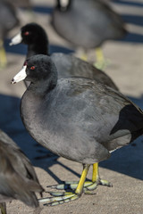 American Coot