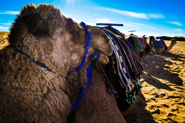 Camel