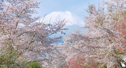 Cherry blossom with full blooming and Fuji mountain in backgroud, Japan.