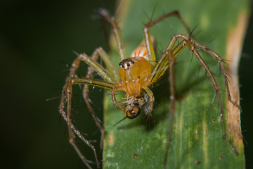 Fototapeta premium close up female lynx spider feeding on fly on green leaf
