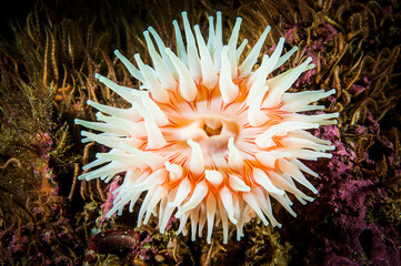 Naklejka na ściany i meble Northern Red Anemone underwater in the gulf of St. Lawrence in Canada