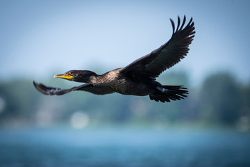 Double-crested Cormorant flying near an island of the St-Lawrence River