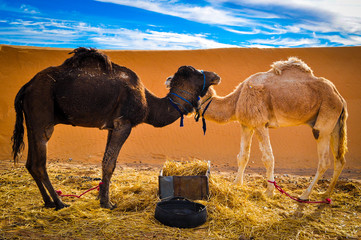 Camels together in the desert