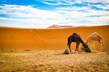 Camels eating together in the desert