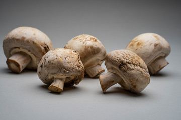 Five old mushrooms on a grey studio background