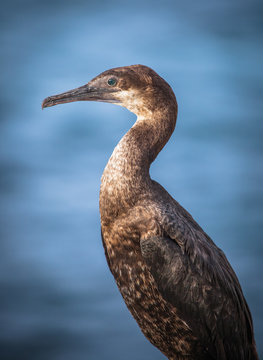 Brandt's Cormorant