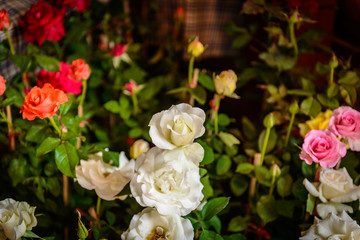 Roses on a bush in a garden