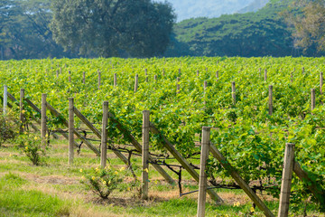 Fototapeta na wymiar landscape of vineyard
