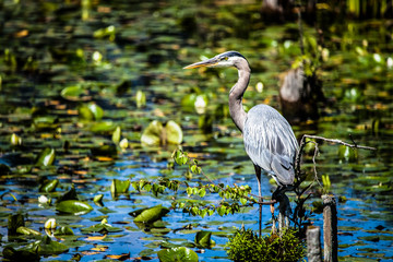 great blue heron in water