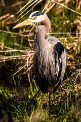 great blue heron