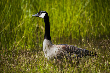 canada goose