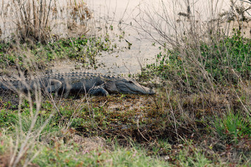 Alligator Sitting In The Swamp Waiting For Food. 