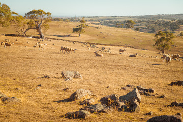 Australian rural countryside landscape with eucalyptus trees and sheep farm fields in Adelaide Hills, South Australia
